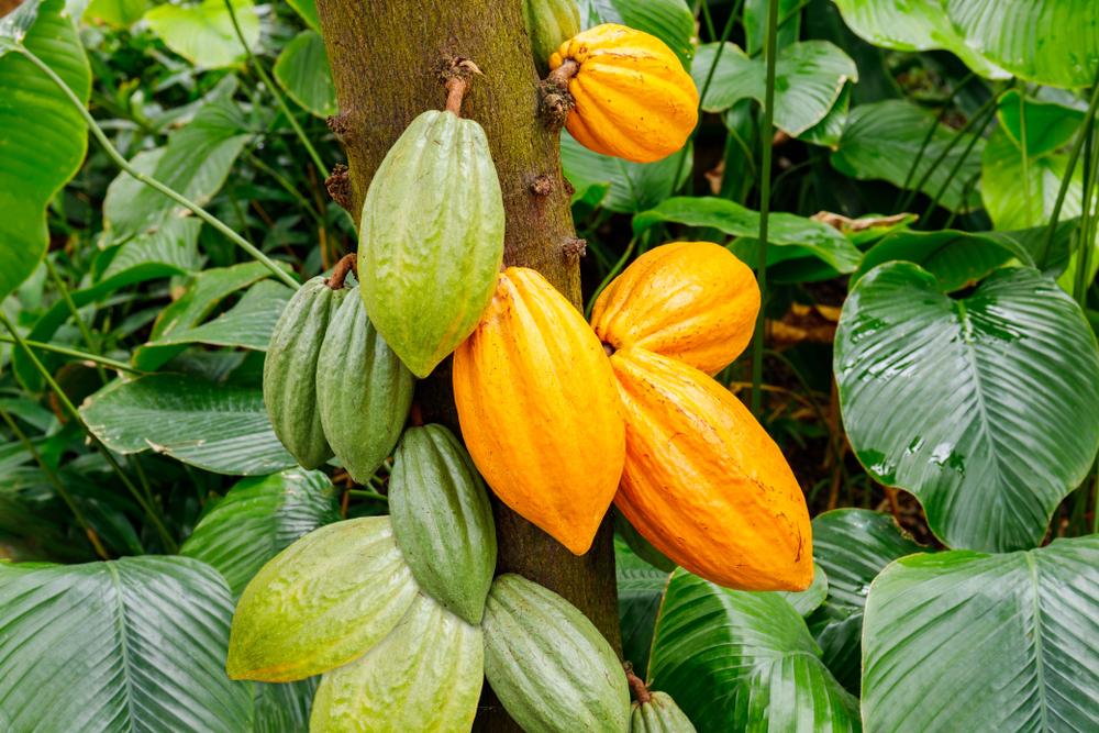 Cacao 1